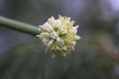 Sarcostemma viminale